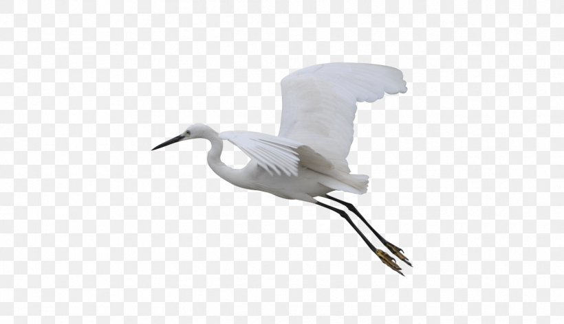 Bird Crane Wader Goose Cygnini, PNG, 1318x760px, Bird, Anatidae, Beak, Charadriiformes, Crane Download Free