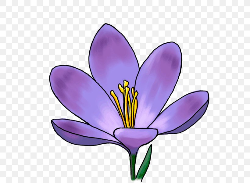 Crocus Flower Drawing Iridaceae Plant, PNG, 600x600px, Crocus, Cartoon, Coloring Book, Drawing, Flower Download Free