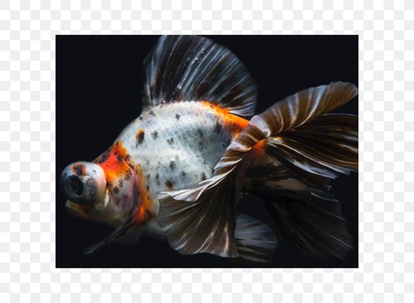 Koi Telescope Butterfly Tail Common Goldfish Fantail, PNG, 600x600px, Koi, Aquarium, Black Telescope, Bony Fish, Butterfly Tail Download Free