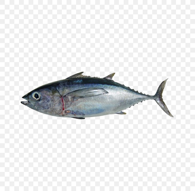 Mackerel Albacore Atlantic Bluefin Tuna Pacific Bluefin Tuna Southern Bluefin Tuna, PNG, 800x800px, Mackerel, Albacore, Atlantic Bluefin Tuna, Bigeye Tuna, Bonito Download Free