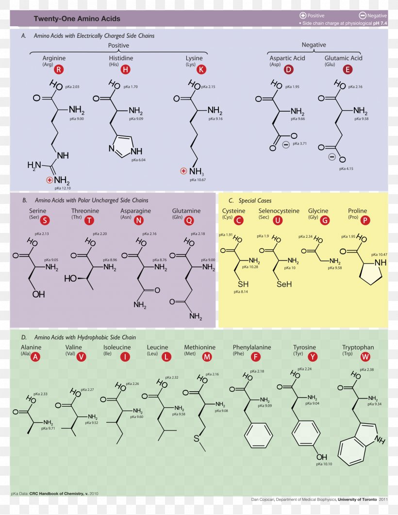 Proteinogenic Amino Acid Side Chain Amine, PNG, 2000x2588px, Proteinogenic Amino Acid, Acid, Amine, Amino Acid, Area Download Free