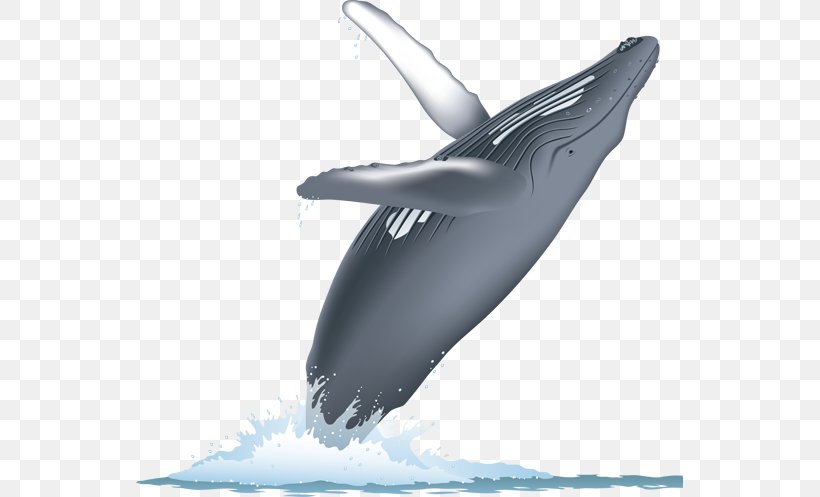 Cetacean Surfacing Behaviour Cetaceans Blue Whale Humpback Whale Whale Watching, PNG, 547x497px, Cetacean Surfacing Behaviour, Automotive Design, Blue Whale, Bowhead Whale, Cetaceans Download Free