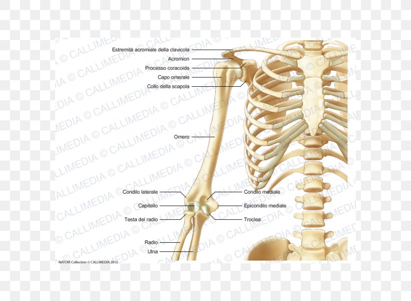Human Skeleton Human Anatomy Bone, PNG, 600x600px, Watercolor, Cartoon, Flower, Frame, Heart Download Free