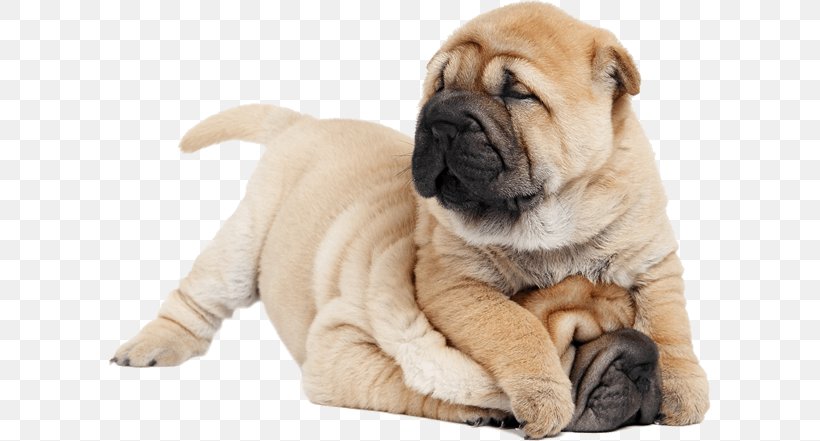 Shar Pei Puppy Chinese Shar-Peis The Chinese Shar-Pei Purebred Dog, PNG, 603x441px, Shar Pei, Breed, Carnivoran, Chinese Sharpei, Chinese Sharpeis Download Free