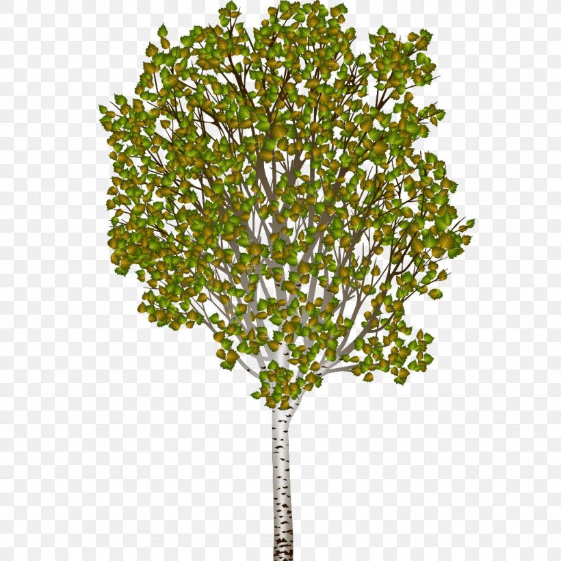 Silver Birch Tree Woody Plant, PNG, 1024x1024px, Silver Birch, Alpha Compositing, Apache Subversion, Birch, Branch Download Free