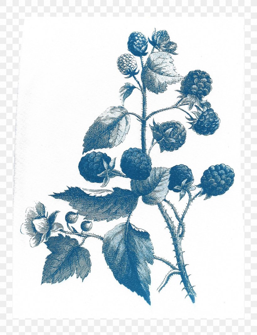 Before The First Kiss Cyanotype Drawing Paper, PNG, 1669x2176px, Cyanotype, Art, Blue, Book, Botanical Illustration Download Free