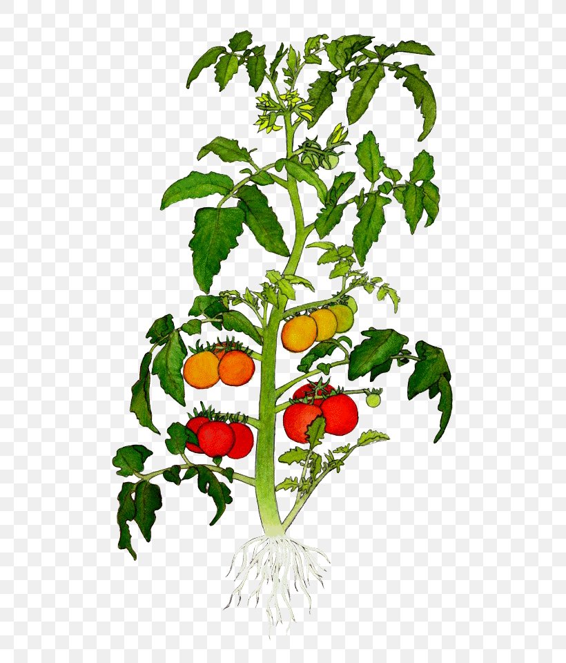 Botanical Illustration Drawing Tomato Clip Art, PNG, 640x960px, Botanical Illustration, Basil, Botanical Illustrator, Botany, Branch Download Free