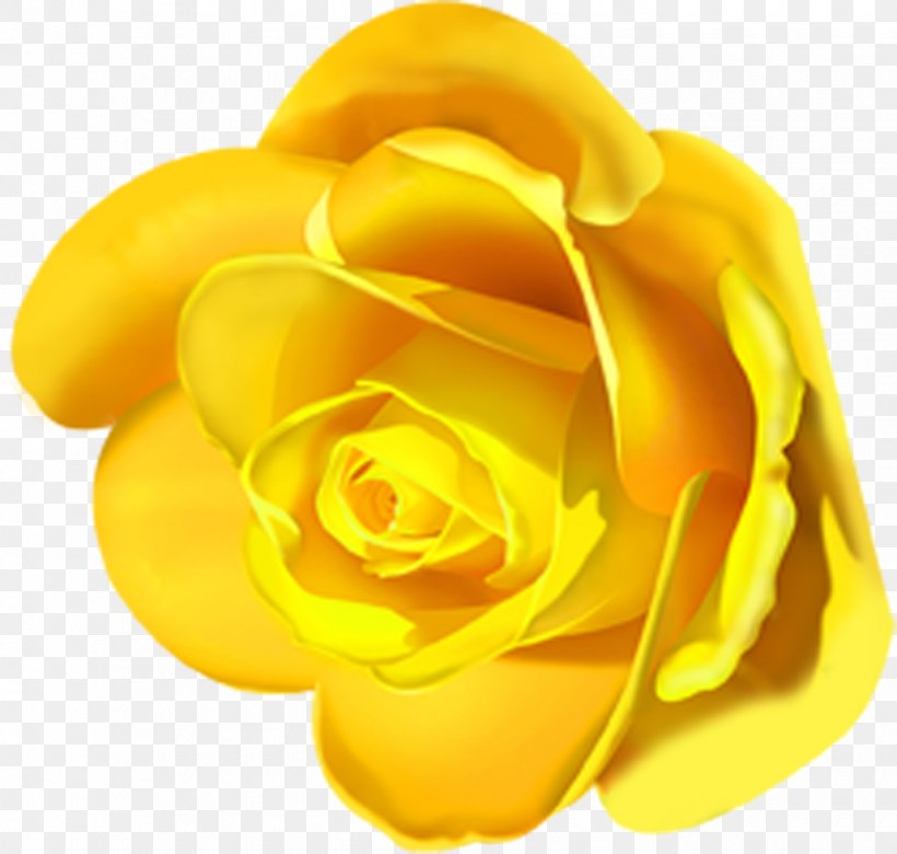 Garden Roses Lilium Flower Clip Art, PNG, 1030x980px, Garden Roses, Close Up, Cut Flowers, Flower, Flowering Plant Download Free