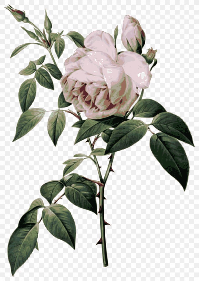 Les Roses French Rose Botanical Illustration Botany, PNG, 1703x2400px, Les Roses, Botanical Illustration, Botany, Branch, Cabbage Rose Download Free