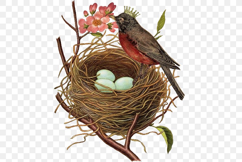 Robin Bird, PNG, 550x550px, Bird, American Robin, Bird Egg, Bird Nest, Bird Toy Download Free