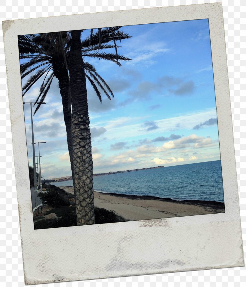 Arecaceae Picture Frames Sea Stock Photography, PNG, 1369x1600px, Arecaceae, Arecales, Beach, Microsoft Azure, Ocean Download Free