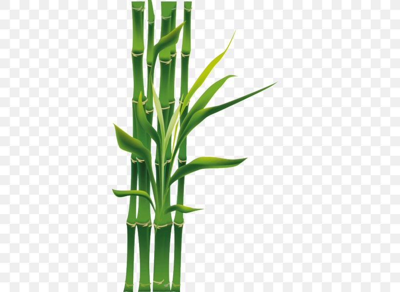 Bamboo Green Plant Plant Stem Flower, PNG, 600x600px, Bamboo, Flower, Flowering Plant, Grass, Grass Family Download Free