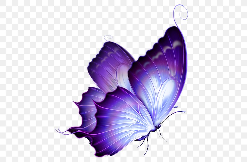 Butterfly Color Clip Art, PNG, 480x538px, Butterfly, Arthropod, Color, Flower, Gimp Download Free