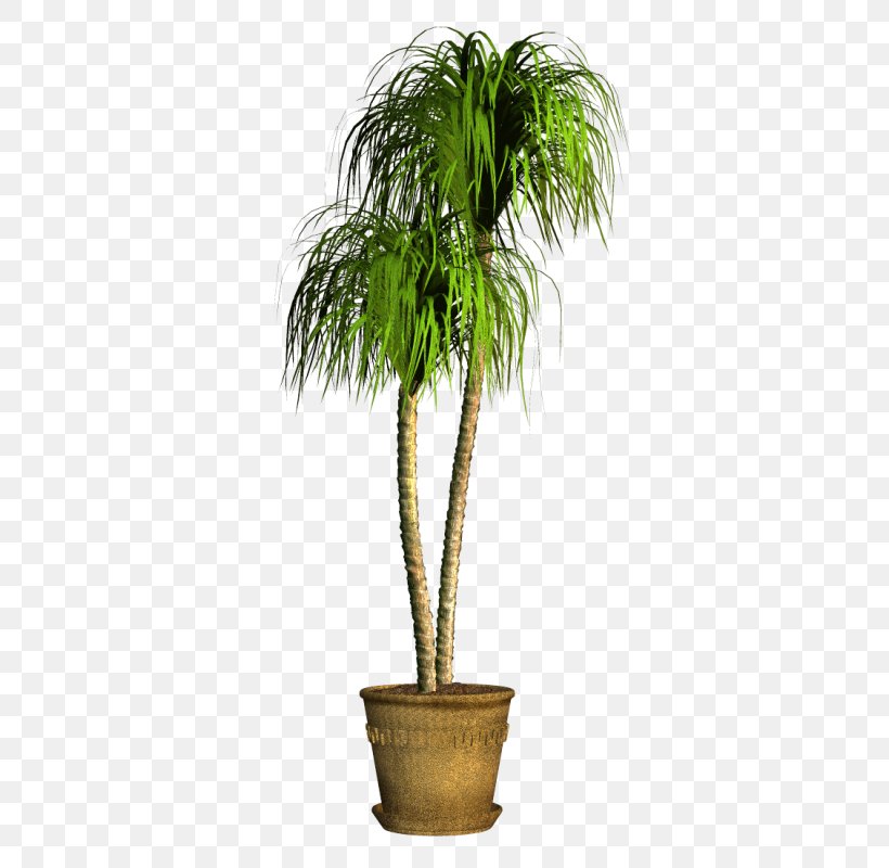 Coconut Flowerpot Houseplant Date Palm Evergreen, PNG, 370x800px, Coconut, Arecaceae, Arecales, Date Palm, Evergreen Download Free