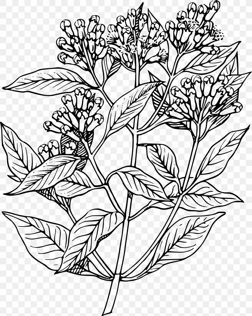 Drawing Apple Mint Herb Clip Art, PNG, 1913x2400px, Drawing, Apple Mint, Black And White, Branch, Flora Download Free