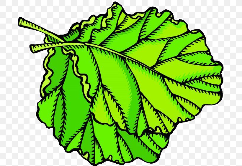 Fruit Leaf Vegetable Animation Clip Art, PNG, 700x564px, Fruit, Animation, Auglis, Cabbage, Cartoon Download Free