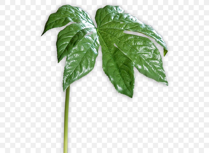 Leaf Herb, PNG, 600x600px, Leaf, Herb, Ivy, Plant Download Free