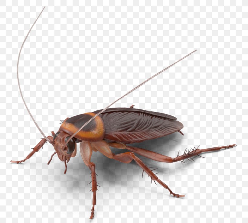American Cockroach Insect German Cockroach Pest Control, PNG, 768x738px, Cockroach, American Cockroach, Arthropod, Cricket, Fly Download Free