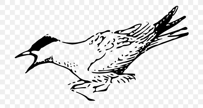 Bird Line Drawing, PNG, 800x435px, Sternidae, Arctic Tern, Beak, Bird, Blackandwhite Download Free