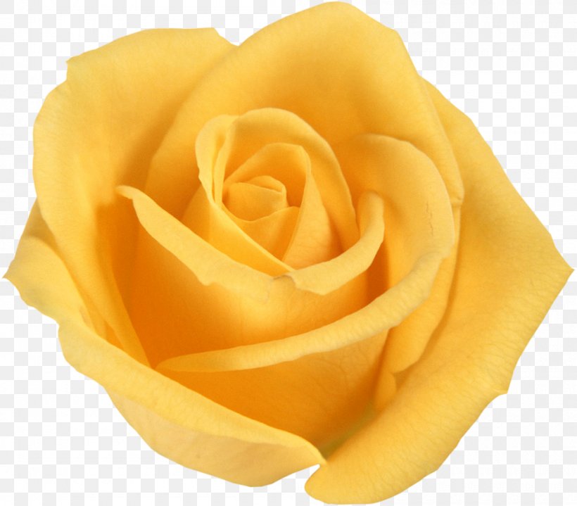 Flower Bouquet Yellow Rosa Foetida Floribunda, PNG, 1000x877px, Flower, Close Up, Color, Floribunda, Flower Bouquet Download Free