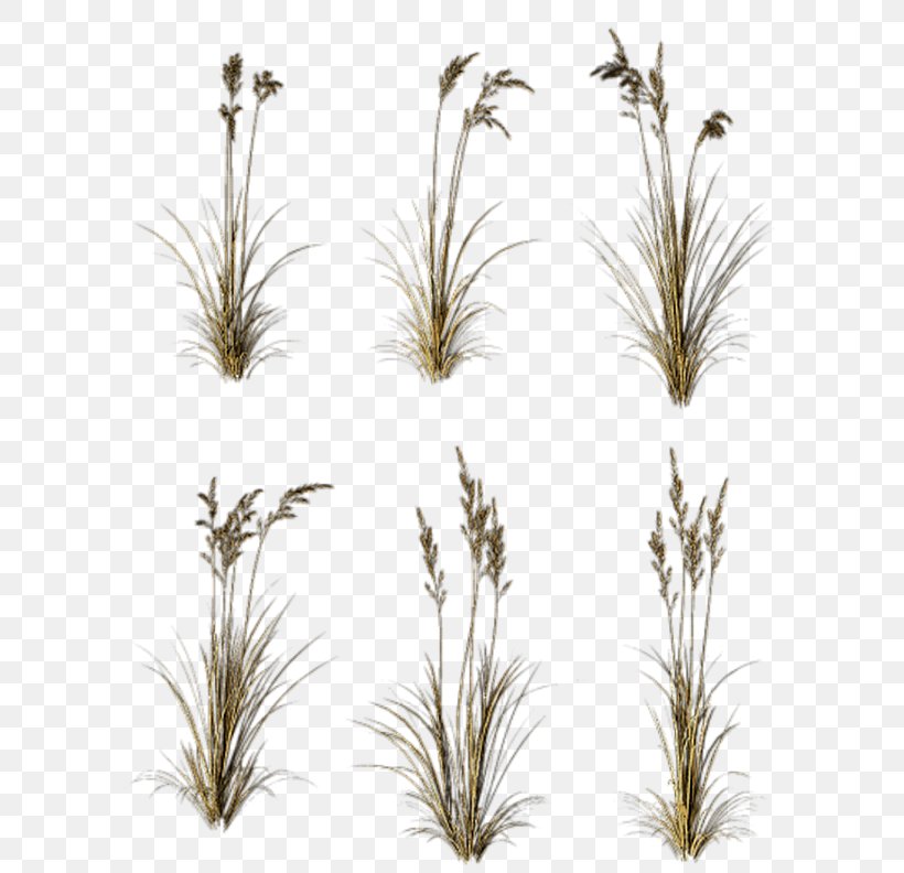 Grasses Branch Tree Twig Plant Stem, PNG, 600x792px, Grasses, Branch, Commodity, Common Reed, Family Download Free