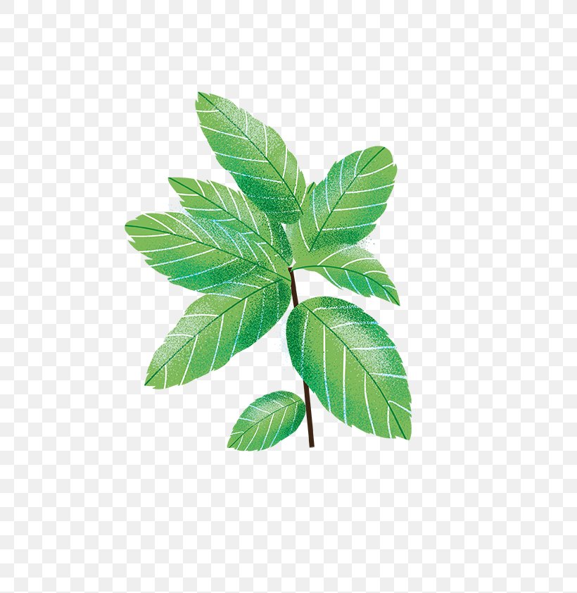 Leaf Herbalism Plant Stem Tree, PNG, 595x842px, Leaf, Herb, Herbalism, Plant, Plant Stem Download Free
