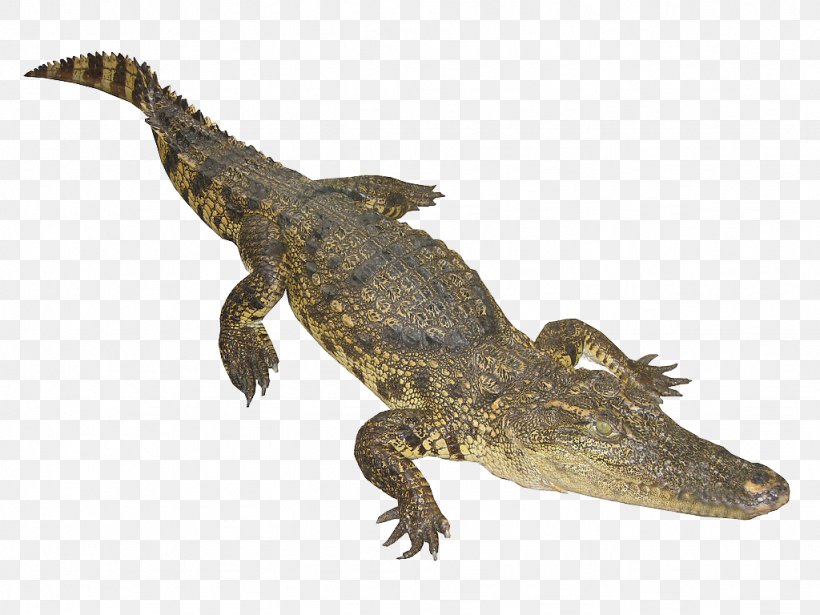 Nile Crocodile Google Images Web Crawler Animal, PNG, 1024x768px, Crocodile, Alligator, American Alligator, Animal, Crocodiles Download Free