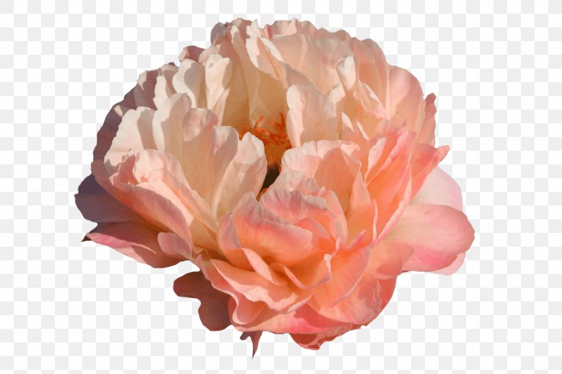 Peony Cabbage Rose Paeonia 'Coral Sunset' Cut Flowers, PNG, 1500x1000px, Peony, Cabbage Rose, Color, Coral, Customer Download Free