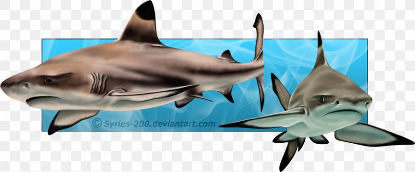 Tiger Shark Requiem Sharks Marine Biology, PNG, 891x371px, Tiger Shark, Biology, Carcharhiniformes, Cartilaginous Fish, Dolphin Download Free