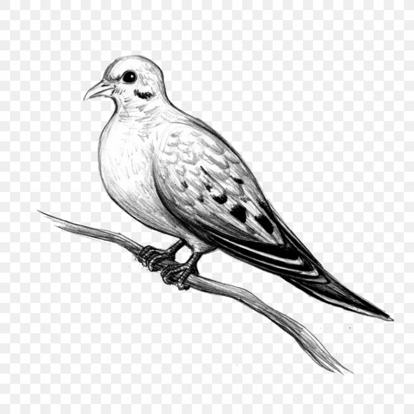 Bird Beak American Mourning Dove Drawing Stock Dove, PNG, 859x860px, Bird, American Mourning Dove, Beak, Drawing, Perching Bird Download Free