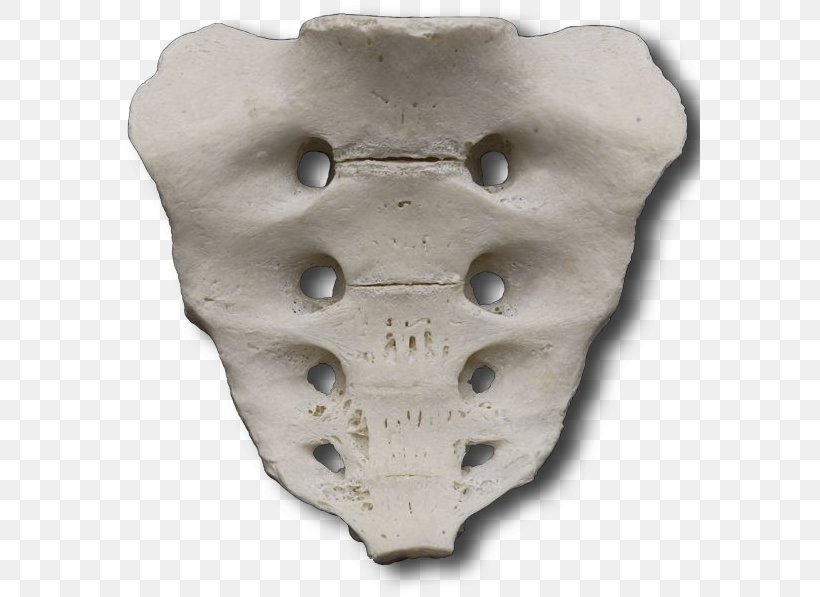 Iliopectineal Line Bone Sacrum Pelvis Coccyx, PNG, 581x597px, Iliopectineal Line, Artifact, Bone, Coccyx, Jaw Download Free
