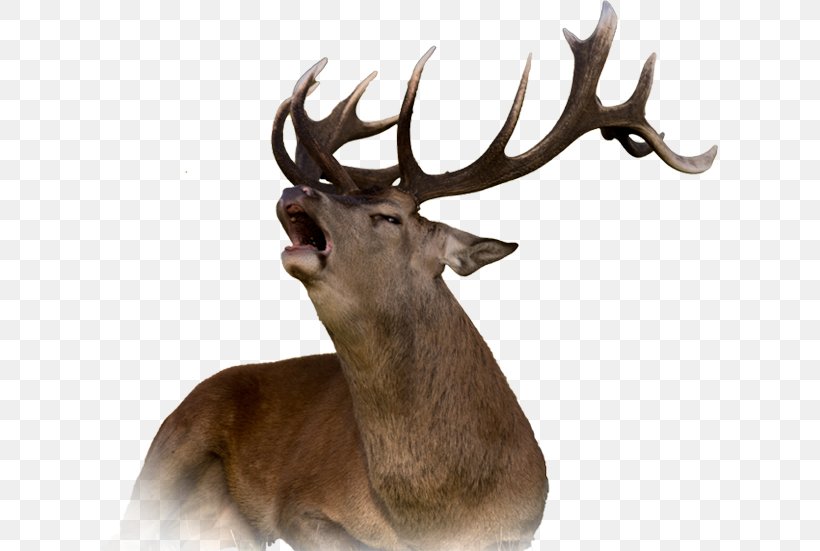 Reindeer Red Deer Elk Moose, PNG, 617x551px, Deer, Animal, Antler, Biggame Hunting, Deer Hunting Download Free