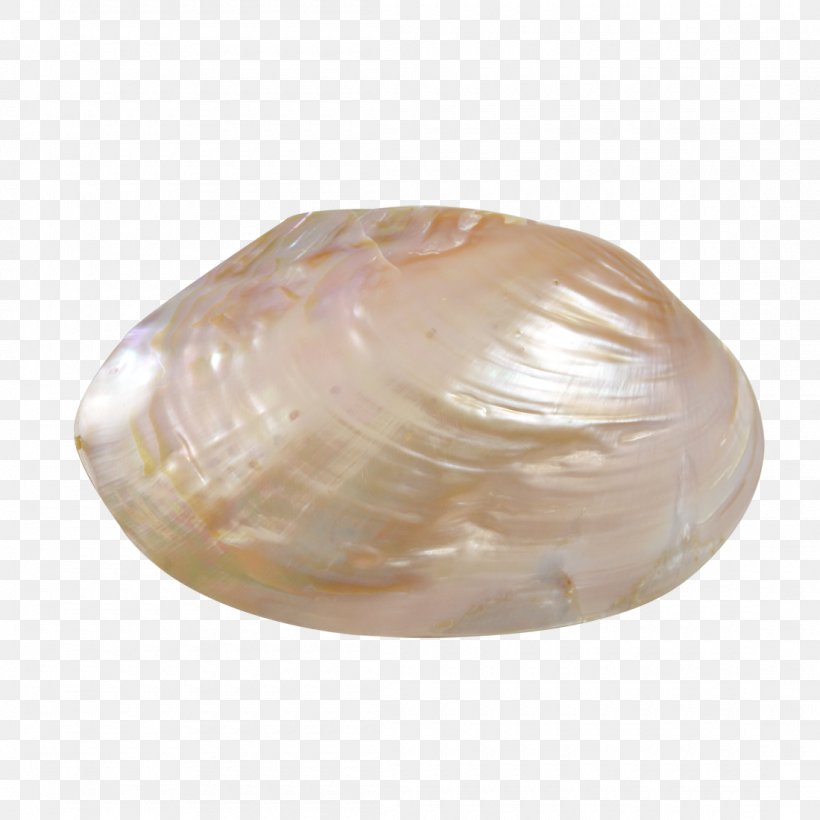 Clam Cockle Seashell Oyster Macoma, PNG, 1100x1100px, Clam, Baltic Clam, Clams Oysters Mussels And Scallops, Cockle, Conchology Download Free