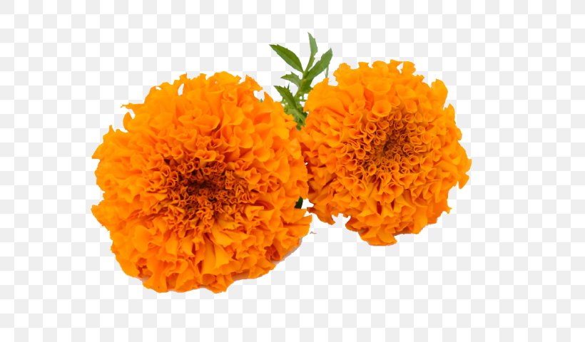 English Marigold Clip Art Image Vector Graphics, PNG, 640x480px, English Marigold, Calendula, Cut Flowers, Flower, Marigold Download Free