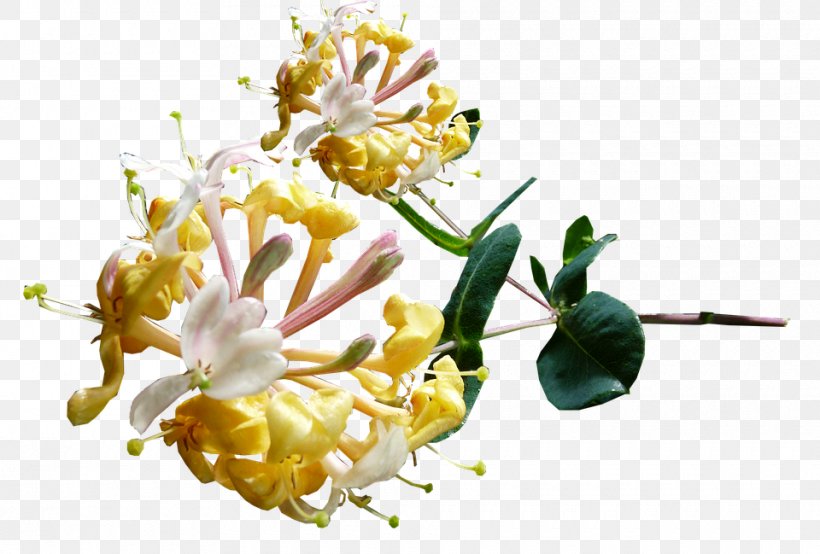 Honeysuckle Flower Image Pixabay, PNG, 960x649px, Honeysuckle, Botany, Flower, Flowering Plant, Honeysuckle Family Download Free