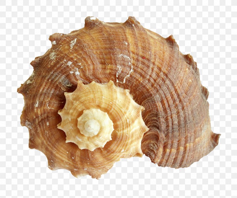 Photography Sea Snail Light, PNG, 954x800px, Photography, Animal Product, Clam, Clams Oysters Mussels And Scallops, Cockle Download Free