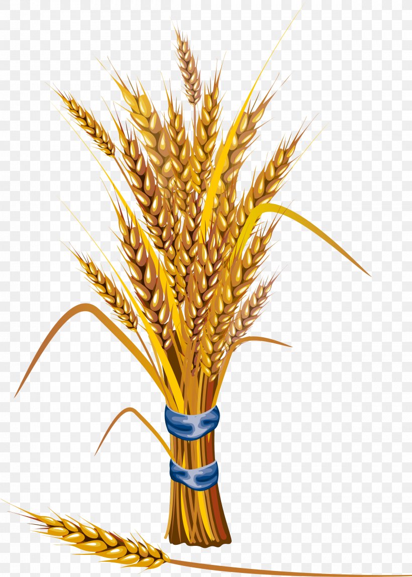 Wheat, PNG, 2419x3387px, Grass Family, Food Grain, Grass, Plant, Wheat Download Free