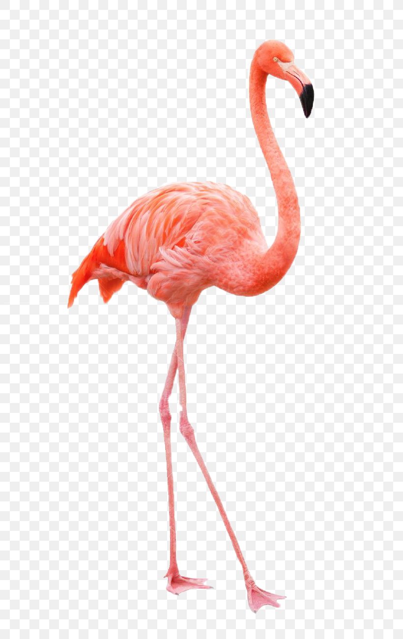 Drawing Flamingo Royalty-free Painting, PNG, 802x1300px, Drawing, Art, Beak, Bird, Color Download Free