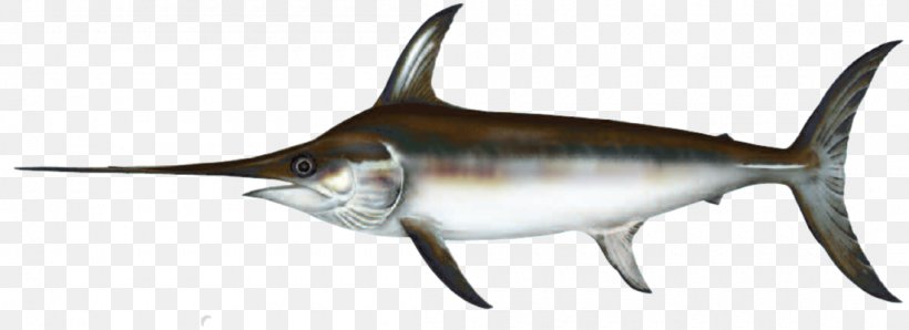 Indo-Pacific Sailfish Swordfish Black Marlin Billfish, PNG, 1100x400px, Indopacific Sailfish, Billfish, Black Marlin, Bony Fish, Fauna Download Free