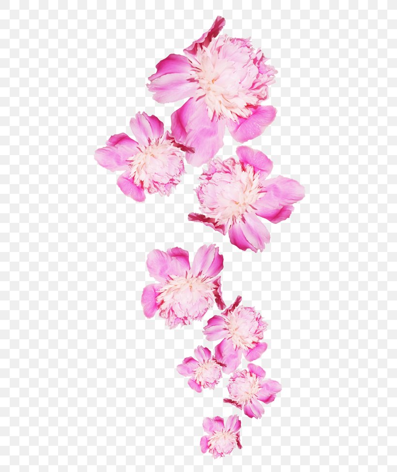 Peony Flower Icon, PNG, 500x974px, Peony, Blossom, Branch, Cherry Blossom, Cut Flowers Download Free