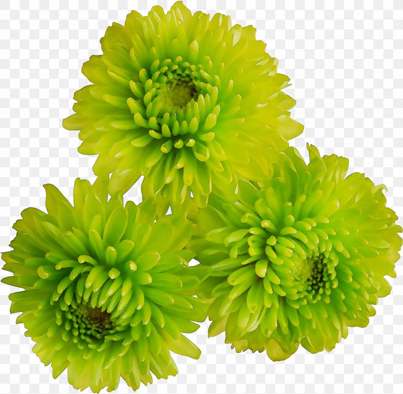 Crown Daisy Clip Art Flower Chrysanthemum, PNG, 2420x2365px, Crown Daisy, Artificial Flower, Aster, China Aster, Chrysanthemum Download Free