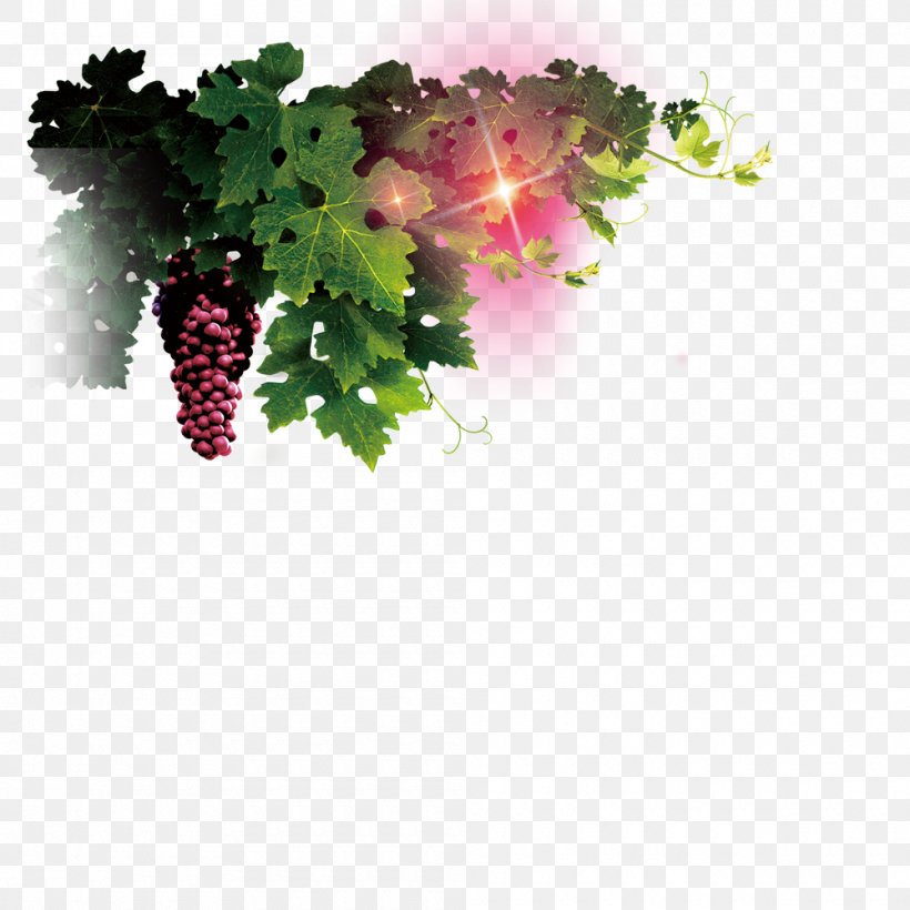 Common Grape Vine Wine Grape Leaves, PNG, 1000x1000px, Grape, Common Grape Vine, Floral Design, Flower, Flowering Plant Download Free