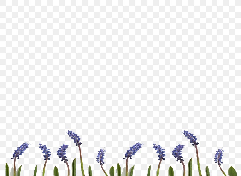English Lavender Desktop Wallpaper Grasses Font, PNG, 800x600px, English Lavender, Computer, Family, Flower, Flowering Plant Download Free