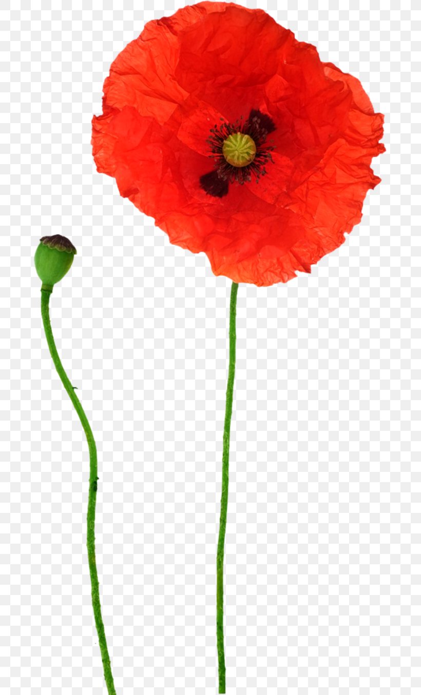 Opium Poppy Flower Red, PNG, 689x1355px, Poppy, Bud, Common Poppy, Coquelicot, Cut Flowers Download Free
