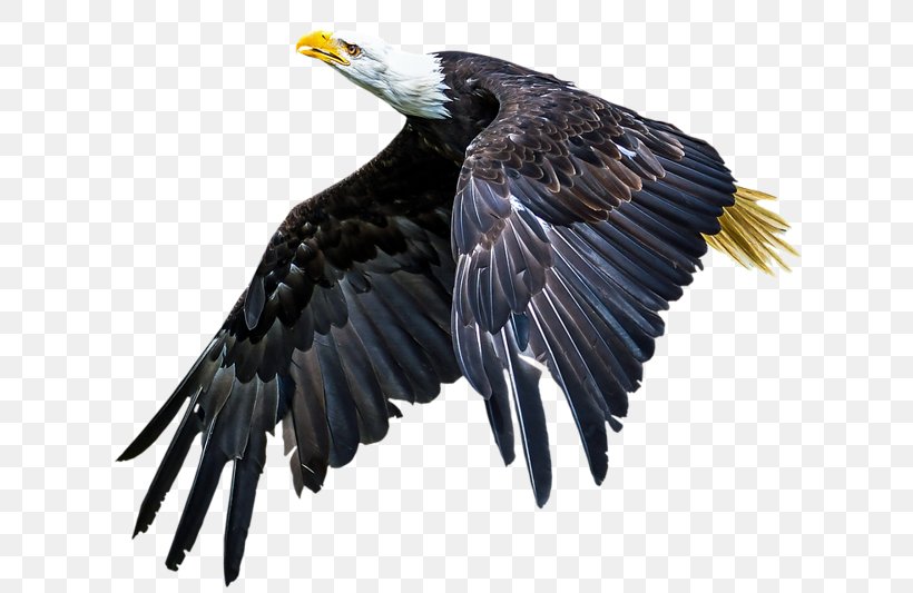 Bald Eagle Bird Of Prey Beak, PNG, 800x533px, Bald Eagle, Accipitriformes, Animal, Beak, Bird Download Free