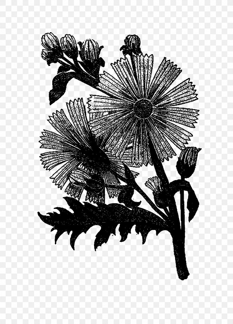 Chrysanthemum Floral Design Cut Flowers, PNG, 1110x1540px, Chrysanthemum, Blackandwhite, Botany, Chrysanths, Cut Flowers Download Free