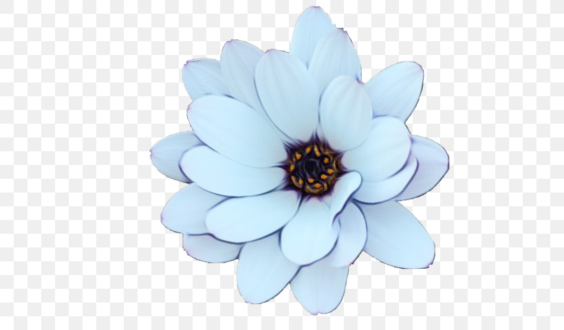 Flower Petal Cobalt Blue / M Plant Biology, PNG, 640x480px, Watercolor, Biology, Flower, Paint, Petal Download Free