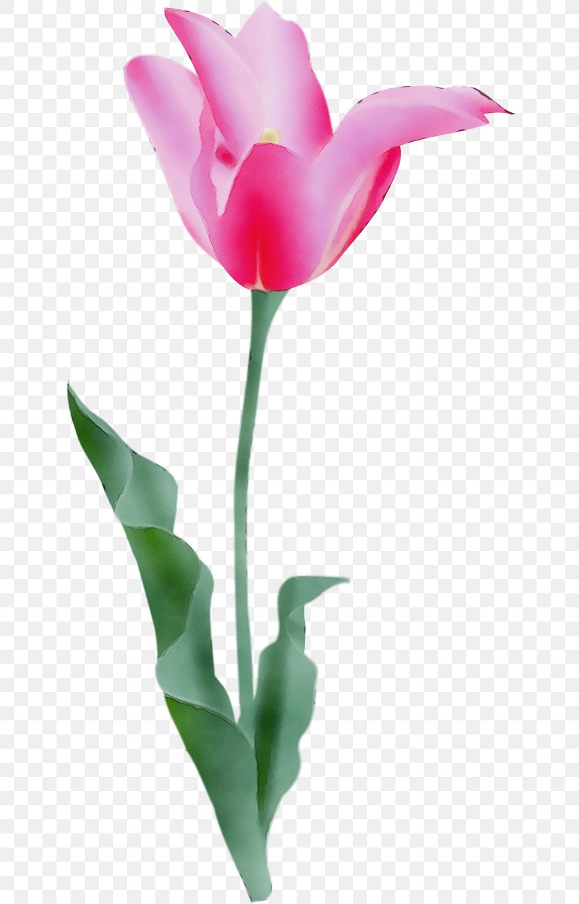 Flower Pink Tulip Petal Cut Flowers, PNG, 640x1280px, Watercolor, Cut Flowers, Flower, Flowering Plant, Paint Download Free