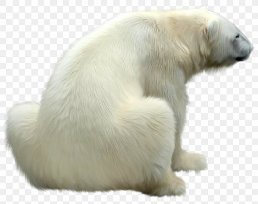 Great Pyrenees Polar Bear Polar Regions Of Earth, PNG, 1280x1012px, Great Pyrenees, Animal, Bear, Carnivoran, Fauna Download Free