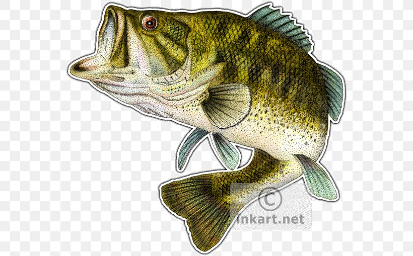 Largemouth Bass Smallmouth Bass Fish, PNG, 560x509px, Largemouth Bass, Barramundi, Bass, Bluegill, Bony Fish Download Free